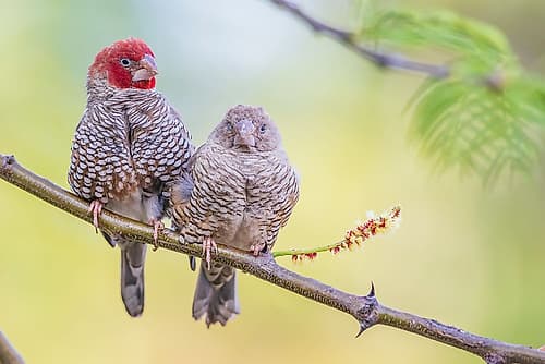 Red-headed finch pair snuggling together in southern Africa Art Print